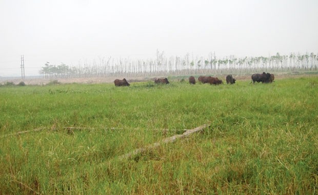 “Siêu đô thị” Mê Linh hoang vu sau 5 năm triển khai